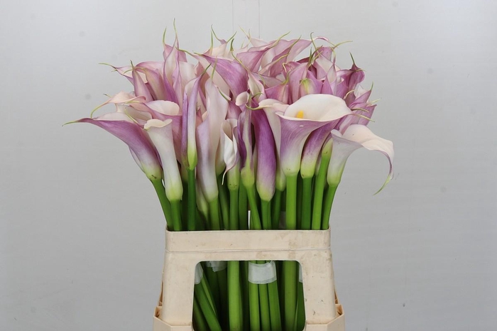 Zantedeschia Eydolls Purple White