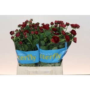 RANUNCULUS  'BUTTERFLY HADES'