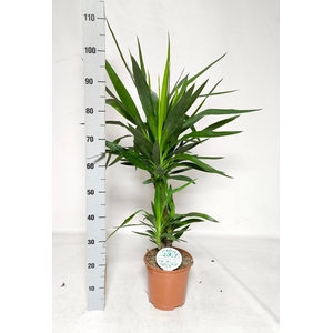 YUCCA