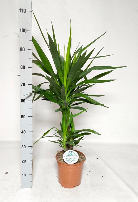 <h4>YUCCA</h4>