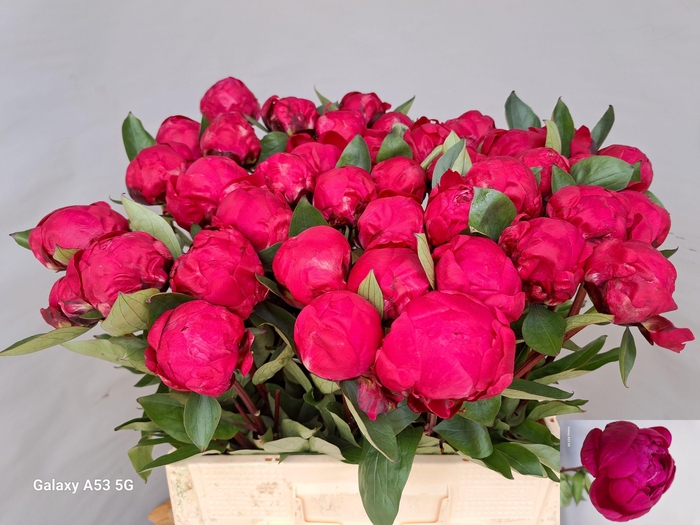 <h4>Paeo L Red Sarah Ber</h4>