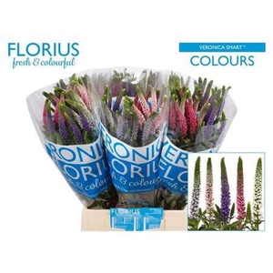 Veronica Smart Color Mixed