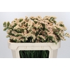 Limonium sinuatum Lucia Apricot