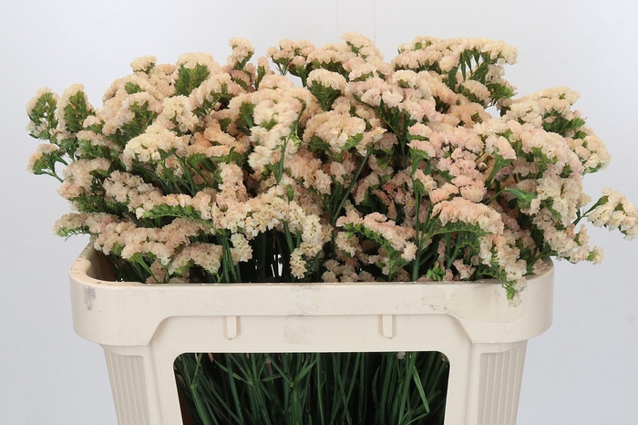 Limonium sinuatum Lucia Apricot