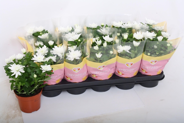 <h4>CHRYS BRAVE</h4>