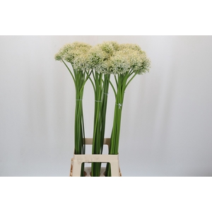 Allium Mount Everest