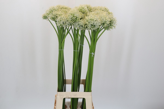 Allium Mount Everest