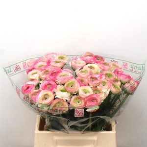 Ran Su Sr Felicidade White Pink Extra