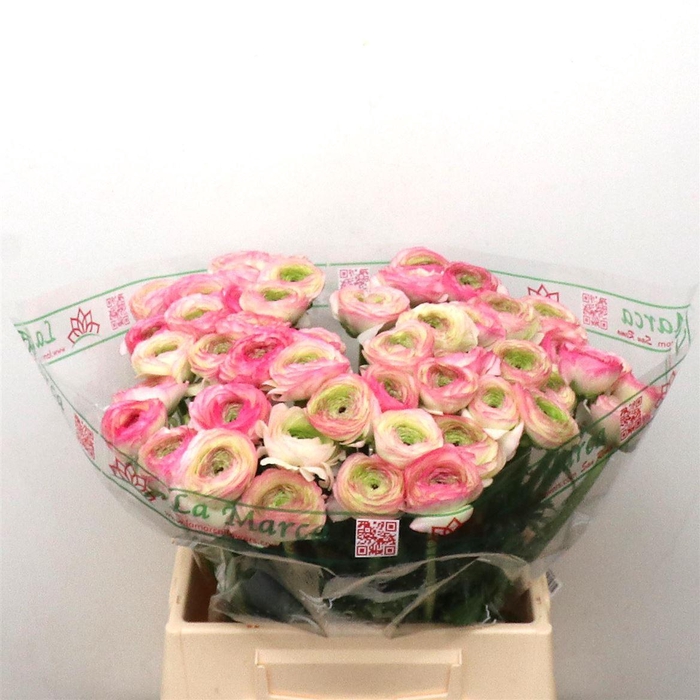 <h4>Ran Su Sr Felicidade White Pink Extra</h4>