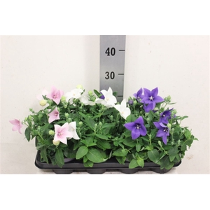 Platyco Grandiflorus