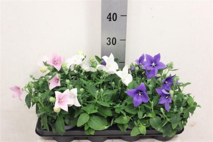 <h4>Platyco Grandiflorus</h4>