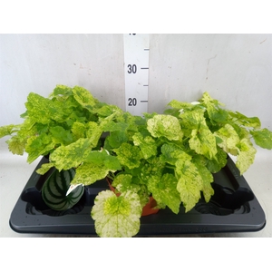 Tolmiea menziesii   ...variegated