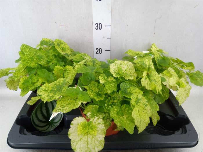 <h4>Tolmiea menziesii   ...variegated</h4>