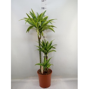 Dracaena fr de 'LemonLime'