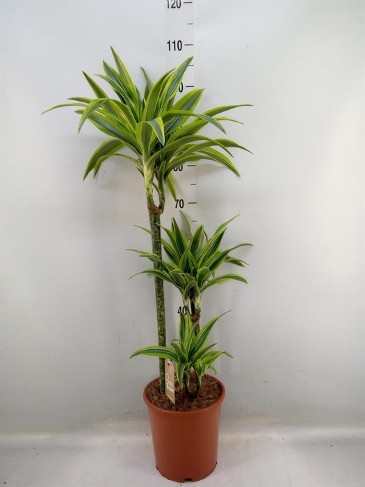 <h4>Dracaena fr de 'LemonLime'</h4>