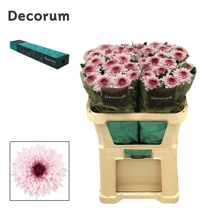 <h4>Chr G Pip Pretty</h4>