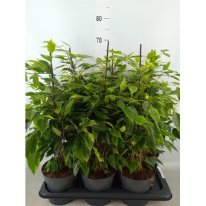 Ficus benja. 'Anastasia'