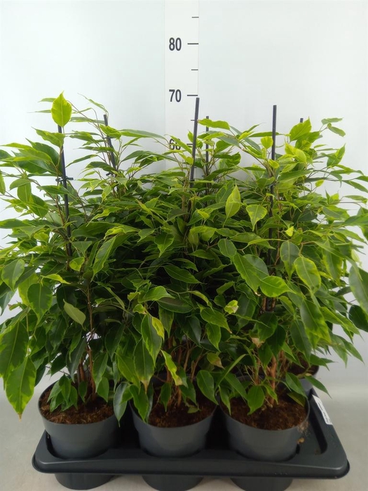 <h4>Ficus benja. 'Anastasia'</h4>