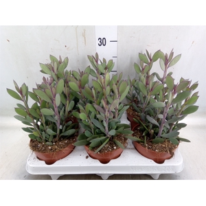 Senecio crassissimus