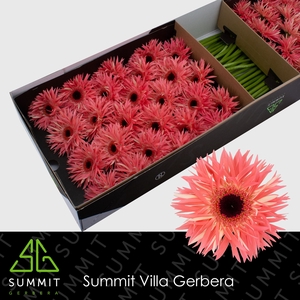 Gerbera Spider Sensini Doos