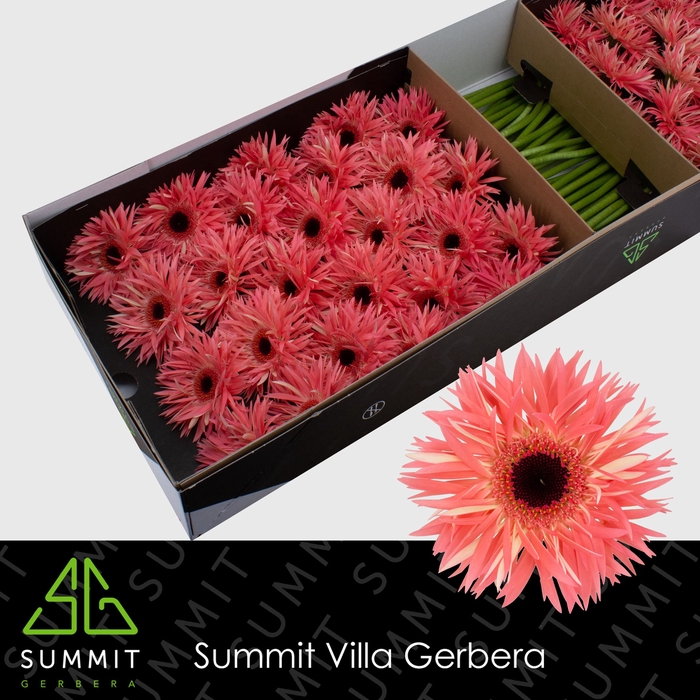 <h4>Gerbera Spider Sensini Doos</h4>