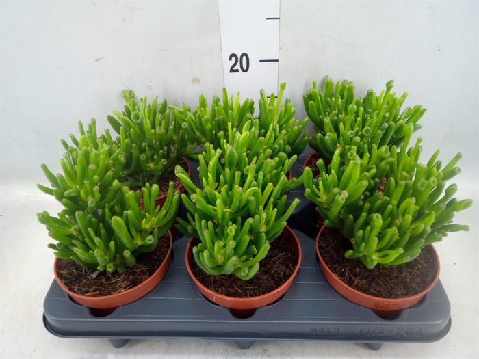 <h4>Crassula ovata 'Hobbit'</h4>