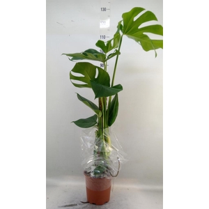 Monstera delic.