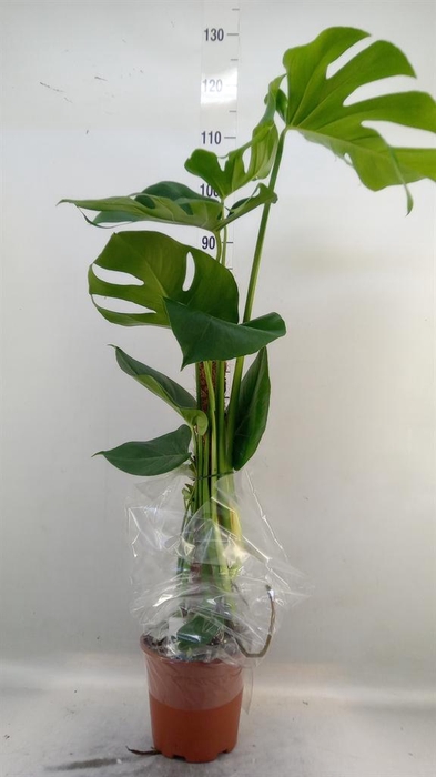 <h4>Monstera delic.</h4>