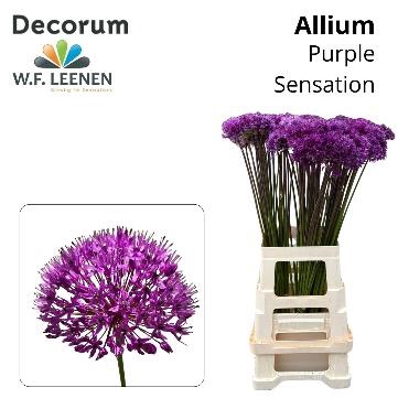 <h4>ALLIUM PURPLE SENS</h4>