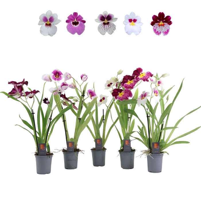 <h4>Inca Miltoniopsis mix 2 spike 9cm</h4>