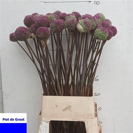 <h4>Allium Summer Drummer Extra</h4>