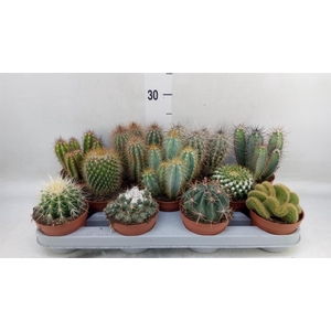 Cactus   ...mix