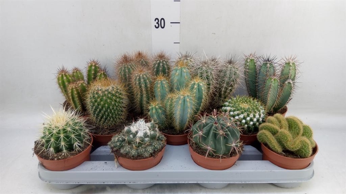<h4>Cactus   ...mix</h4>