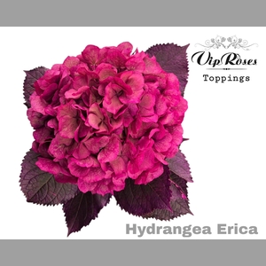 HYDR M ERICA 80CM