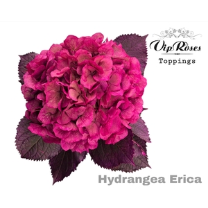 HYDR M ERICA 80CM