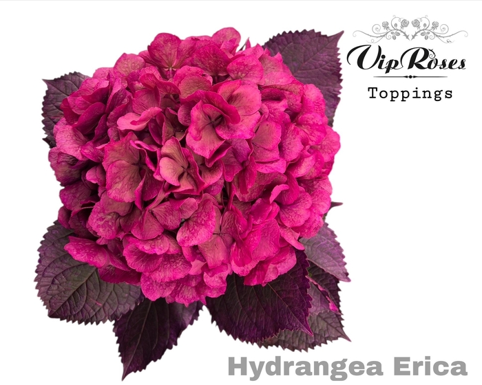 <h4>HYDR M ERICA 80CM</h4>
