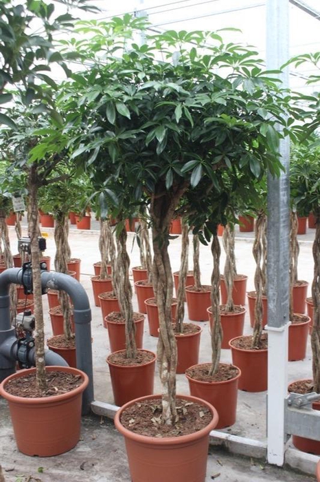 <h4>Schefflera arboricola 'Compacta'</h4>