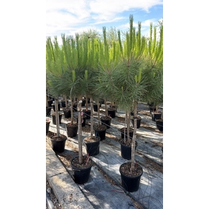 PINUS PINEA