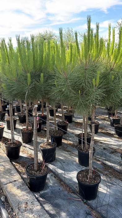 <h4>PINUS PINEA</h4>