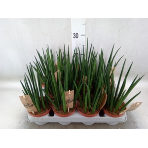 Sansevieria bacularis