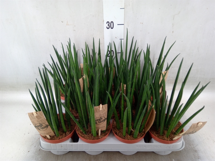 <h4>Sansevieria bacularis</h4>