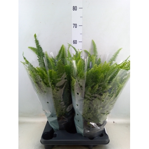 Nephrolepis exal. 'Green Lady'