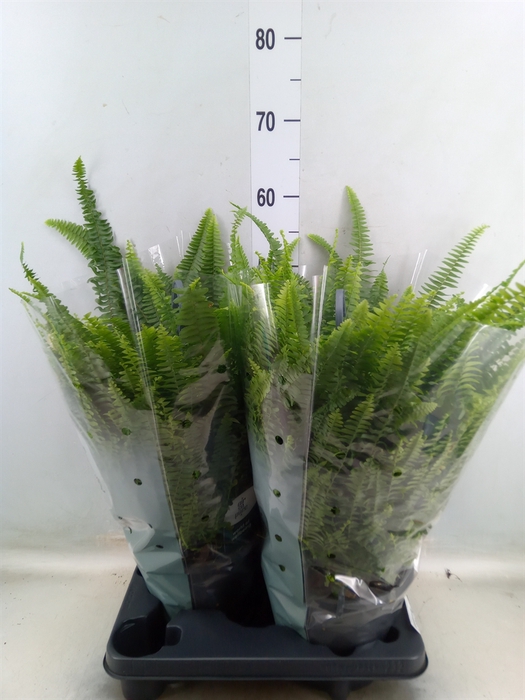 <h4>Nephrolepis exal. 'Green Lady'</h4>