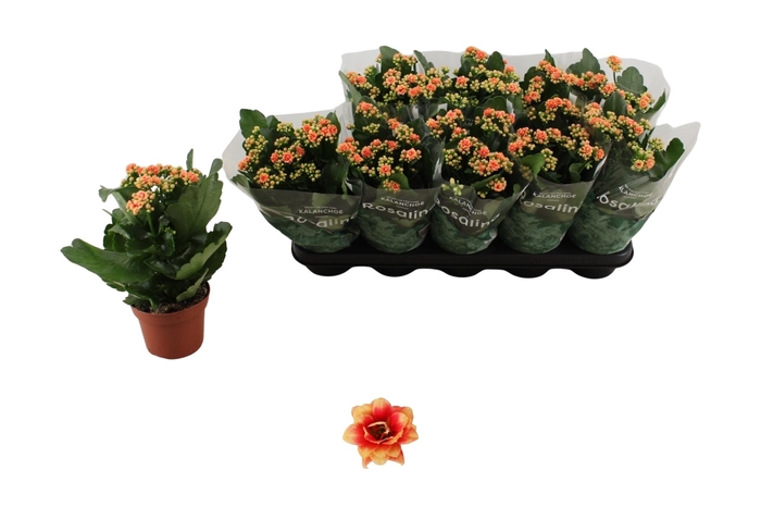 <h4>KAL GE FELIZ BICOLOR</h4>