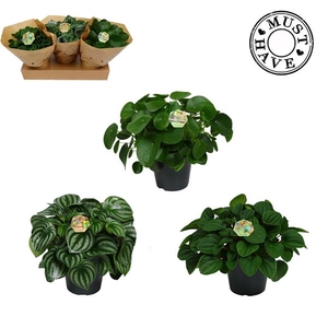 Peperomia Mix P17