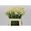 Agapanthus EYFORI White