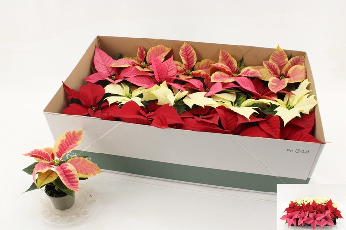 <h4>EUPHOR P GEM</h4>