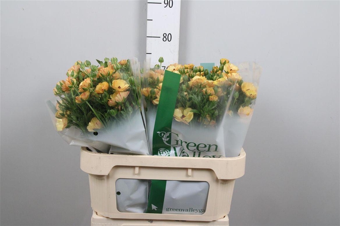 <h4>Ran Co Mag Caramel</h4>