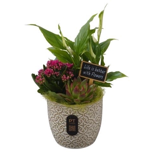 PTIB5191 Arrangementen kamerplanten