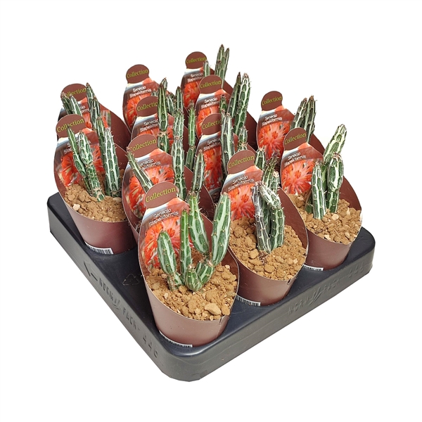 <h4>SENECIO STAPELIIFORMIS - POT Ø 6,5 - COLLECTION WITH POTCOVER (SUCCULENTEN)</h4>